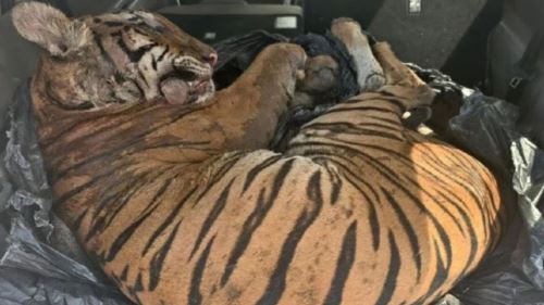 Khazanah Negara Terancam: Tiga Lelaki Ditahan Miliki Bangkai Harimau Belang Dipercayai Diburu Secara Haram