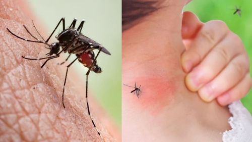 kalau nyamuk selalu gigit anda, mungkin anda dalam 20% manusia terpilih ini!