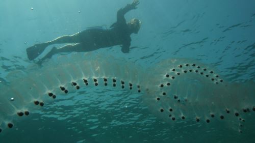 [VIDEO] Kenali Salpa, Penapis Semula Jadi dan Pejuang Karbon Laut