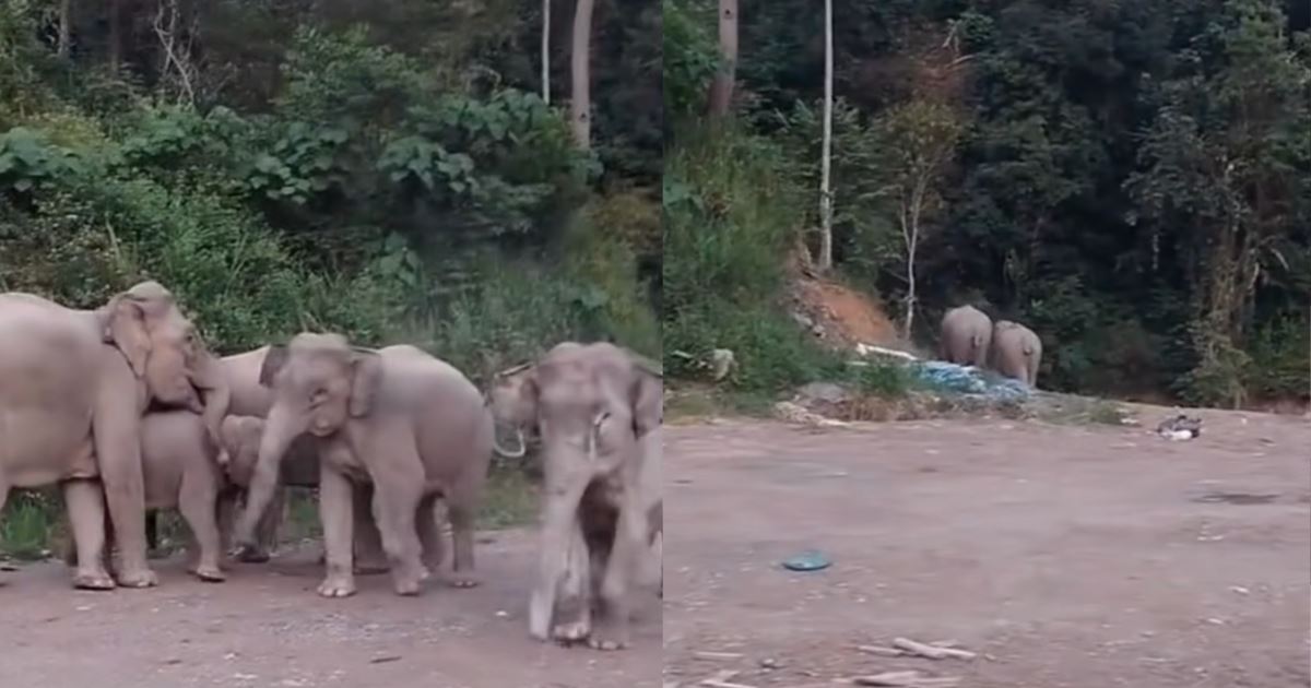 [Video] Sekeluarga Gajah Kena ‘Sound’, Dimarah Bermain di Tepi Jalan Raya - “Mereka Fahamlah Bahasa Manusia…”