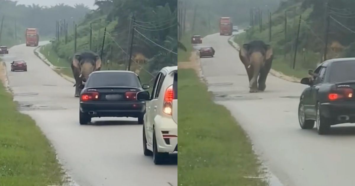 habitat ditenggelami banjir, gajah liar keluar hutan.. ‘main air’ di jalan raya