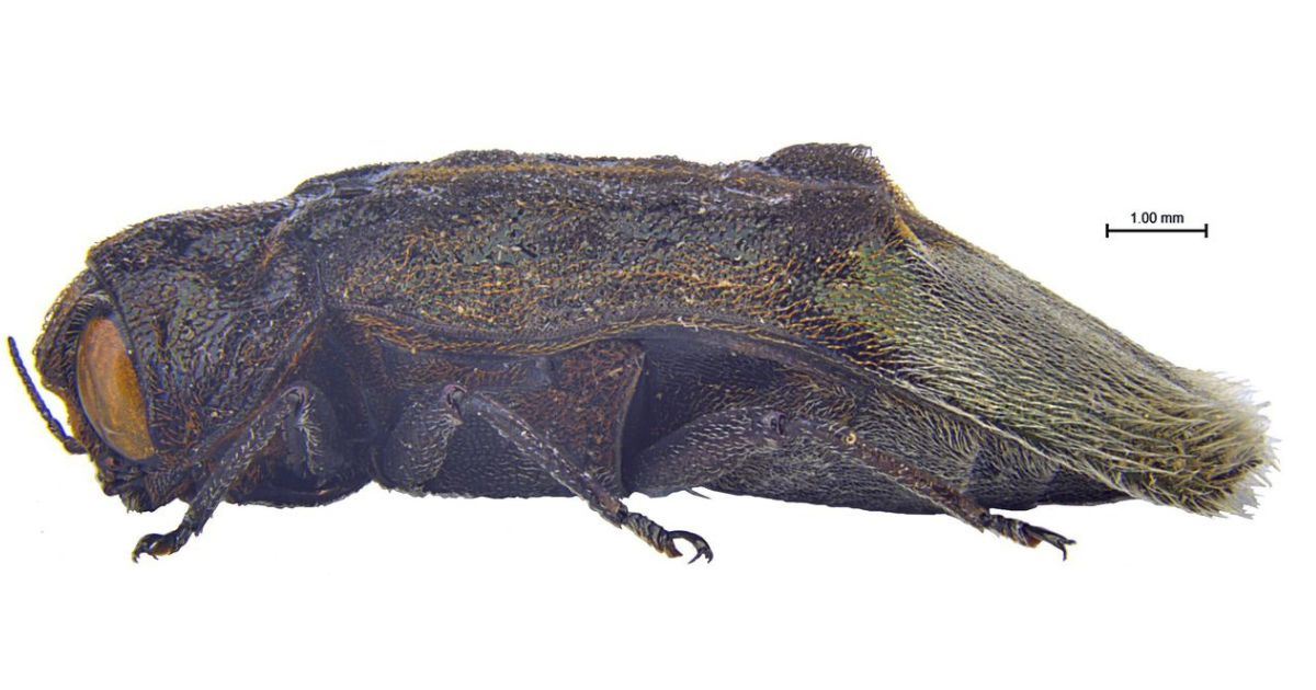 Permata Ungu Dari Tapah Gegarkan Dunia! Spesies Misteri Ditemui Selepas 27 Tahun Tersembunyi