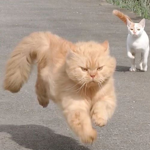 [video] larian pantas barong ‘usain bolt’ versi kucing jadi fenomena, dinobat raja laju indonesia!