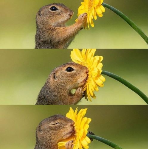 Kenal Tupai Ni Tak? Dia Viral Satu Dunia Gara-Gara Bunga!