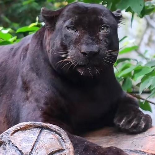 [video] apoh, harimau kumbang montel zoo negara jadi mangsa body shaming netizen