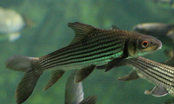 Tangkap Temelian Ketika Tempoh Larangan, Risiko Denda Ribuan Ringgit