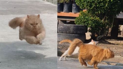 [video] larian pantas barong ‘usain bolt’ versi kucing jadi fenomena, dinobat raja laju indonesia!