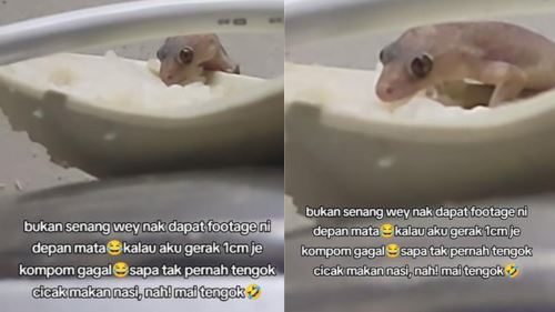[VIDEO] Tak Disangka Aksi Cicak Ini Santai Makan Nasi Atas Periuk Nasi Terakam, Netizen Teruja Lihat Momen ‘Rare’ Ini!
