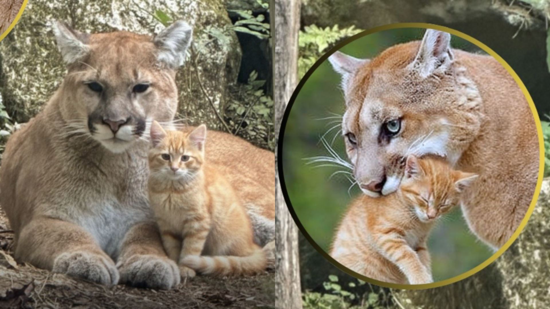 Singa Gunung ‘Salah Anggap’ Oyen Sebagai Anaknya