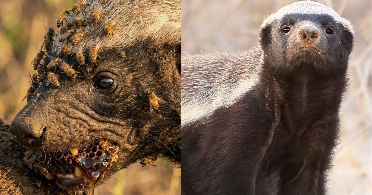 Disengat Lebah, Dipatuk Kobra… Tetapi Masih Hidup? Kenali Honey Badger!