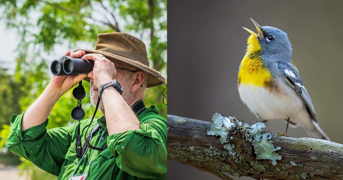 Ramai Pandang Remeh, Memerhati Burung Sebenarnya Buat Otak Lebih Tajam!