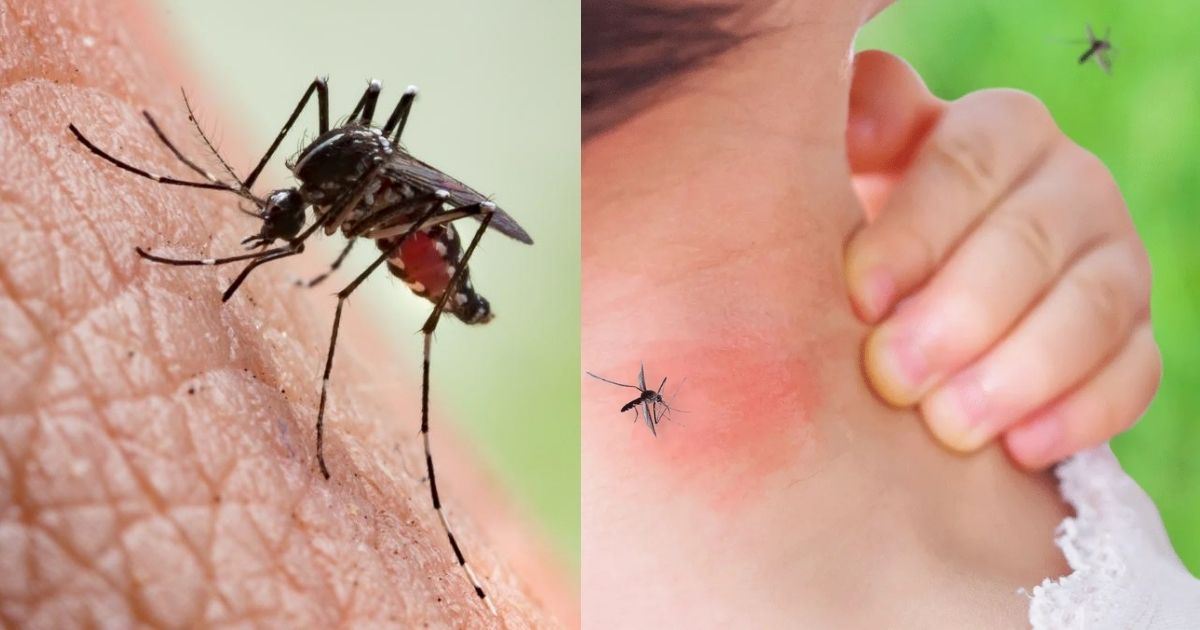 Kalau Nyamuk Selalu Gigit Anda, Mungkin Anda Dalam 20% Manusia Terpilih Ini!