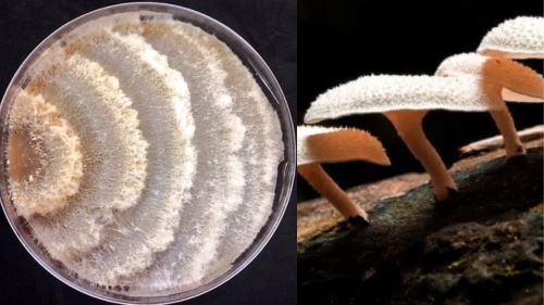 Cendawan Pemakan Plastik: Penemuan Dari Hutan Amazon Yang Mampu Selamatkan Dunia