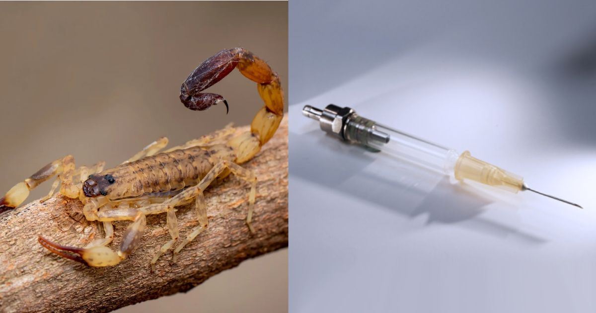 Bisa yang Menyelamatkan Nyawa, Racun Kala Jengking Cecair Termahal Dunia!