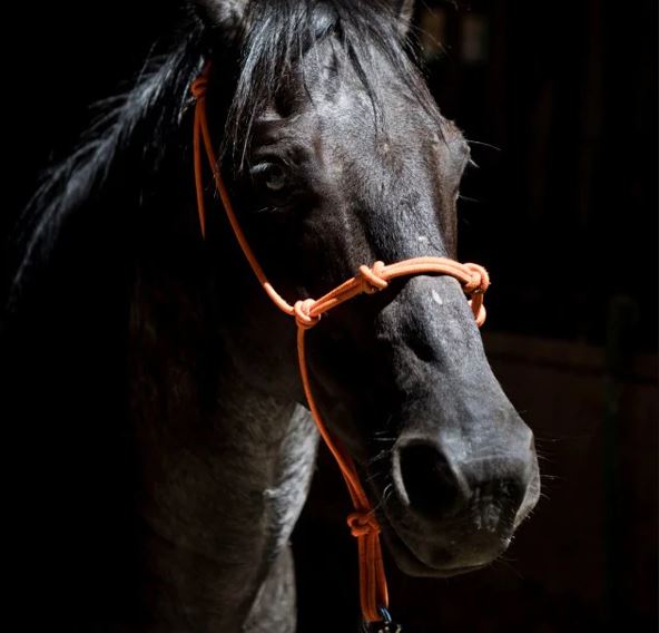 kuda ni rasa teraniaya bertindak saman bekas pemilik 