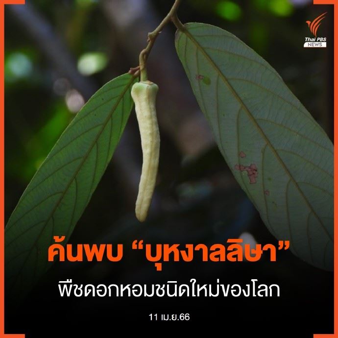 以lisa命名的植物【lalisa之花】为了向lisa致敬