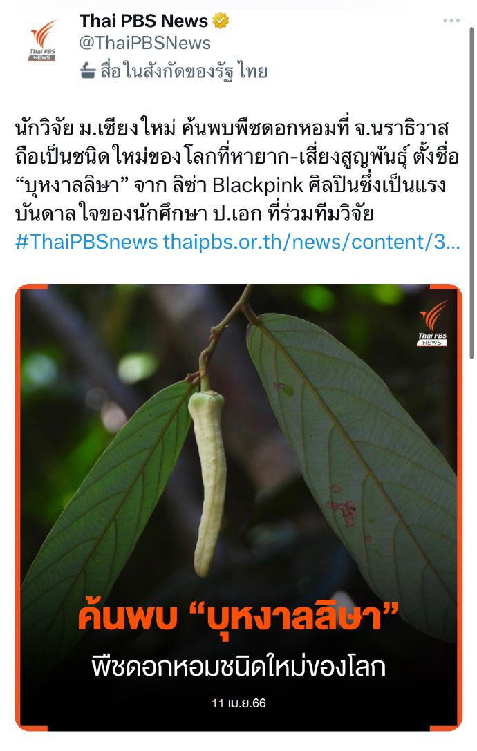 以lisa命名的植物【lalisa之花】为了向lisa致敬