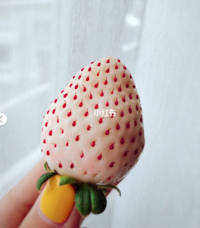 超流行ins白草莓 比红草莓味道更浓郁 ! 更香~