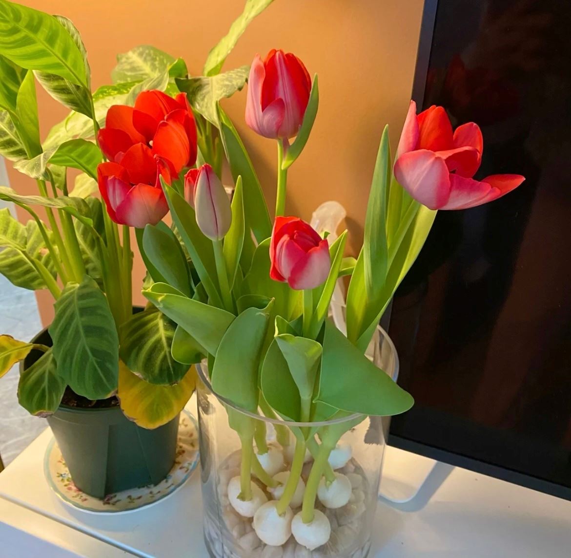 🇲🇾大马也可以种【水培郁金香】🌷在房间也可以种！