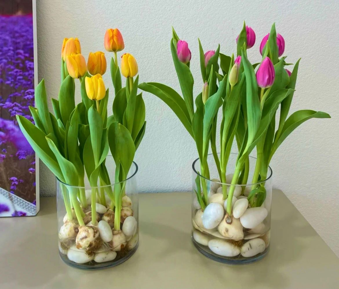 🇲🇾大马也可以种【水培郁金香】🌷在房间也可以种！