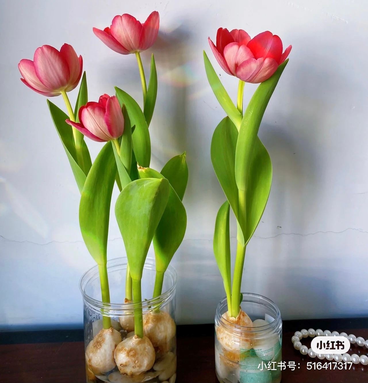 🇲🇾大马也可以种【水培郁金香】🌷在房间也可以种！