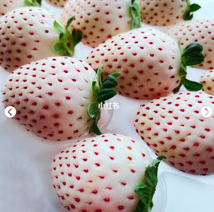 超流行ins白草莓 比红草莓味道更浓郁 ! 更香~