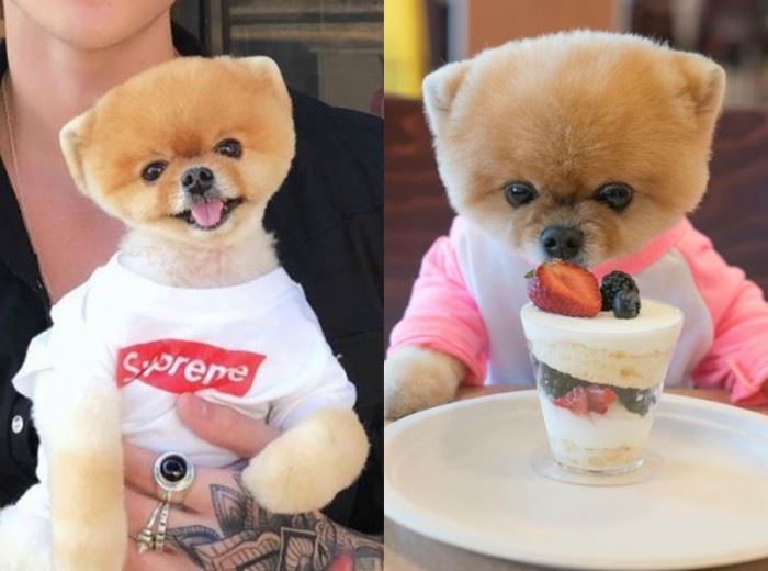 这7只狗狗ig人气比凡人还高 找它们拍广告得花上7万令吉 ｜ goxuan