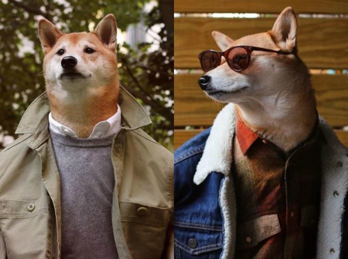 这7只狗狗ig人气比凡人还高 找它们拍广告得花上7万令吉 ｜ goxuan