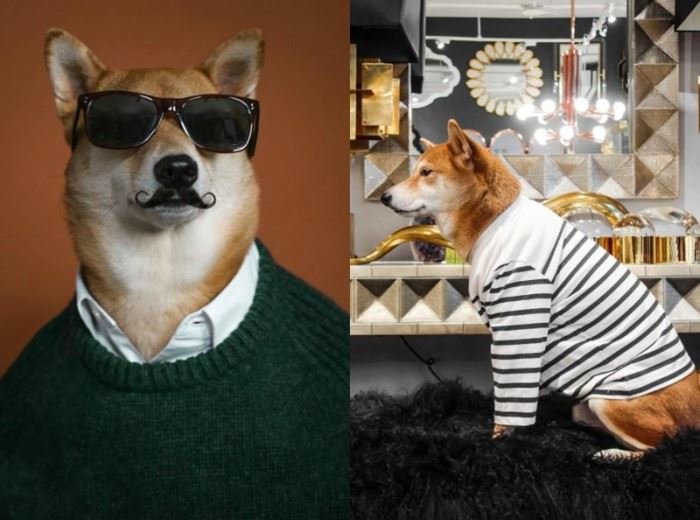 这7只狗狗ig人气比凡人还高 找它们拍广告得花上7万令吉 ｜ goxuan