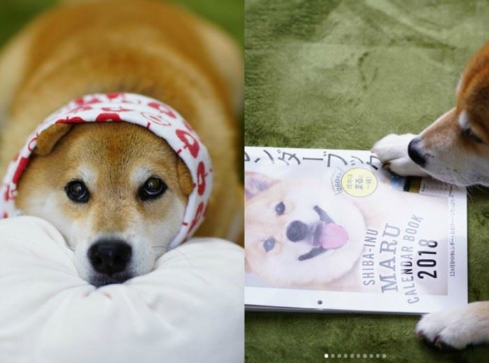 这7只狗狗ig人气比凡人还高 找它们拍广告得花上7万令吉 ｜ goxuan