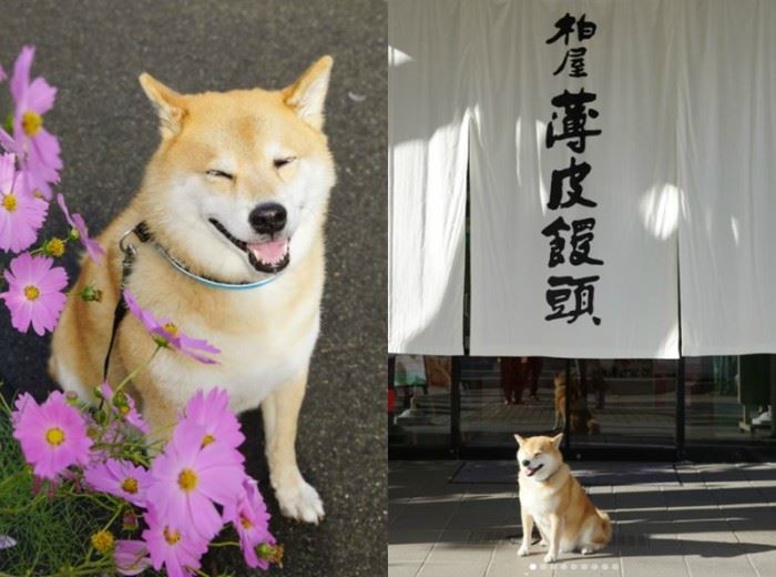 这7只狗狗ig人气比凡人还高 找它们拍广告得花上7万令吉 ｜ goxuan