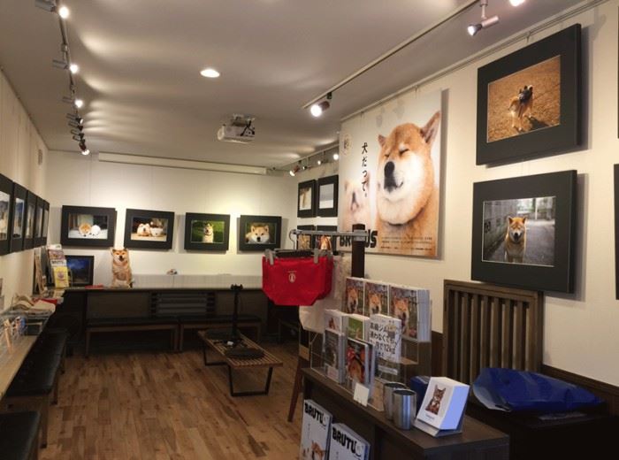 这7只狗狗ig人气比凡人还高 找它们拍广告得花上7万令吉 ｜ goxuan