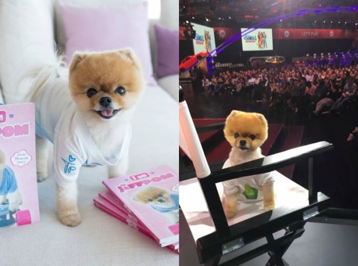 这7只狗狗ig人气比凡人还高 找它们拍广告得花上7万令吉 ｜ goxuan