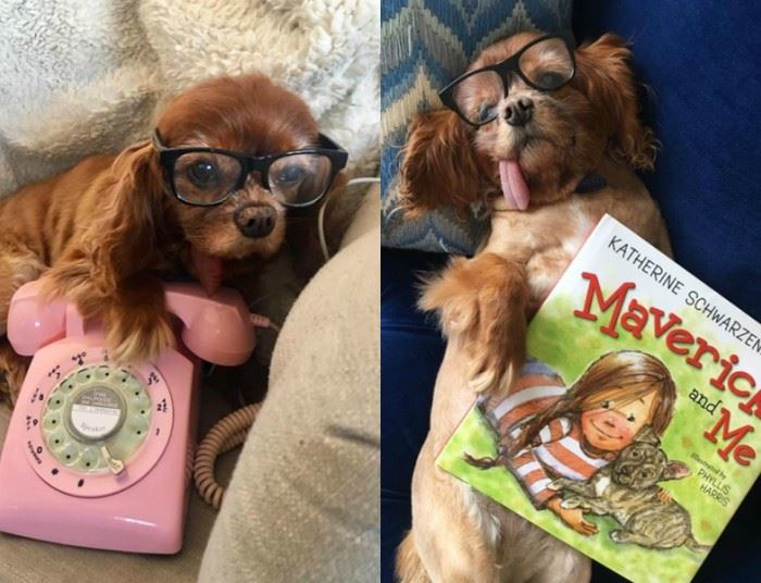 这7只狗狗ig人气比凡人还高 找它们拍广告得花上7万令吉 ｜ goxuan