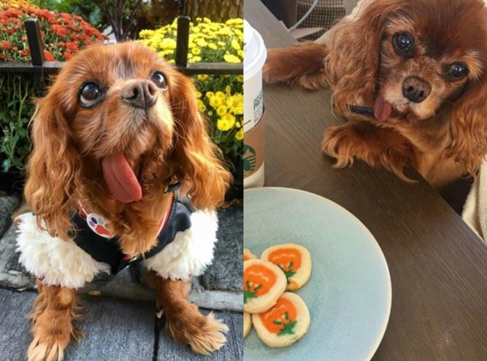 这7只狗狗ig人气比凡人还高 找它们拍广告得花上7万令吉 ｜ goxuan