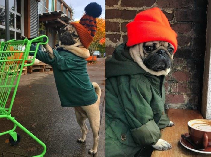 这7只狗狗ig人气比凡人还高 找它们拍广告得花上7万令吉 ｜ goxuan