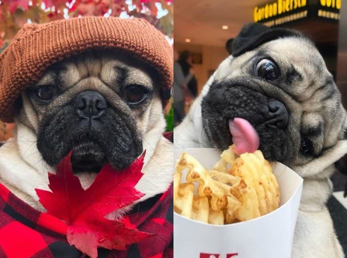 这7只狗狗ig人气比凡人还高 找它们拍广告得花上7万令吉 ｜ goxuan