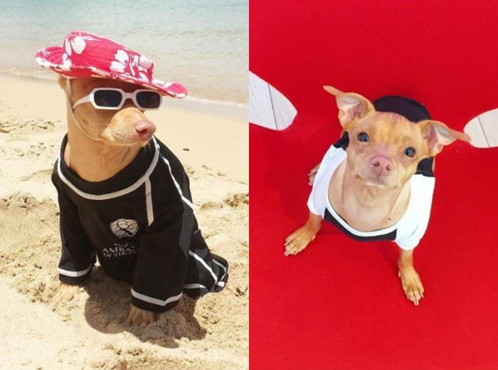 这7只狗狗ig人气比凡人还高 找它们拍广告得花上7万令吉 ｜ goxuan