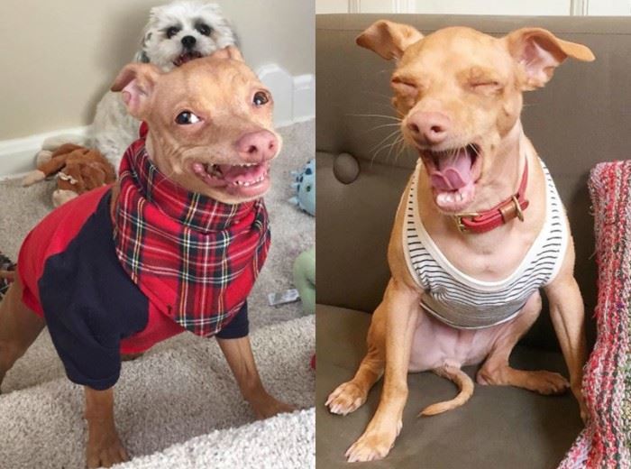 这7只狗狗ig人气比凡人还高 找它们拍广告得花上7万令吉 ｜ goxuan