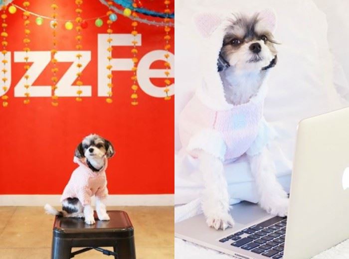 这7只狗狗ig人气比凡人还高 找它们拍广告得花上7万令吉 ｜ goxuan