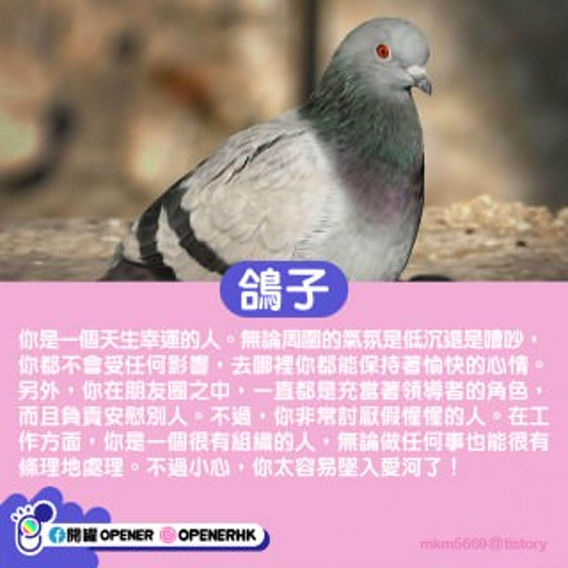 【韩国心理测验】从生日日期看代表动物！测出性格