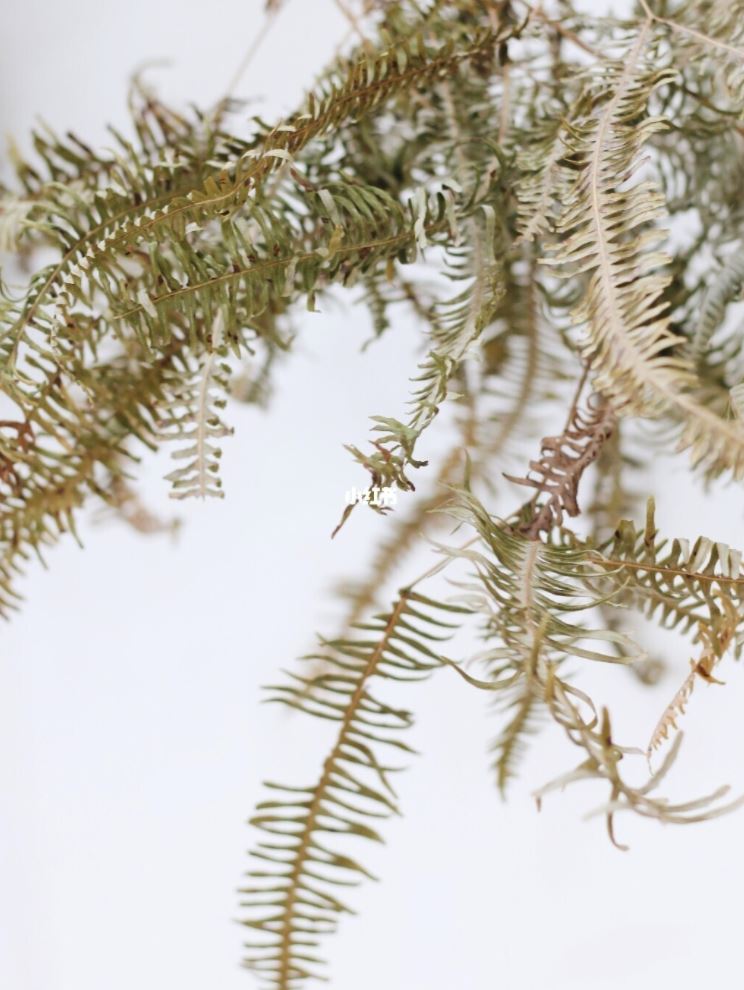 制作diy干花🌹超简单又文青～【女生必看】