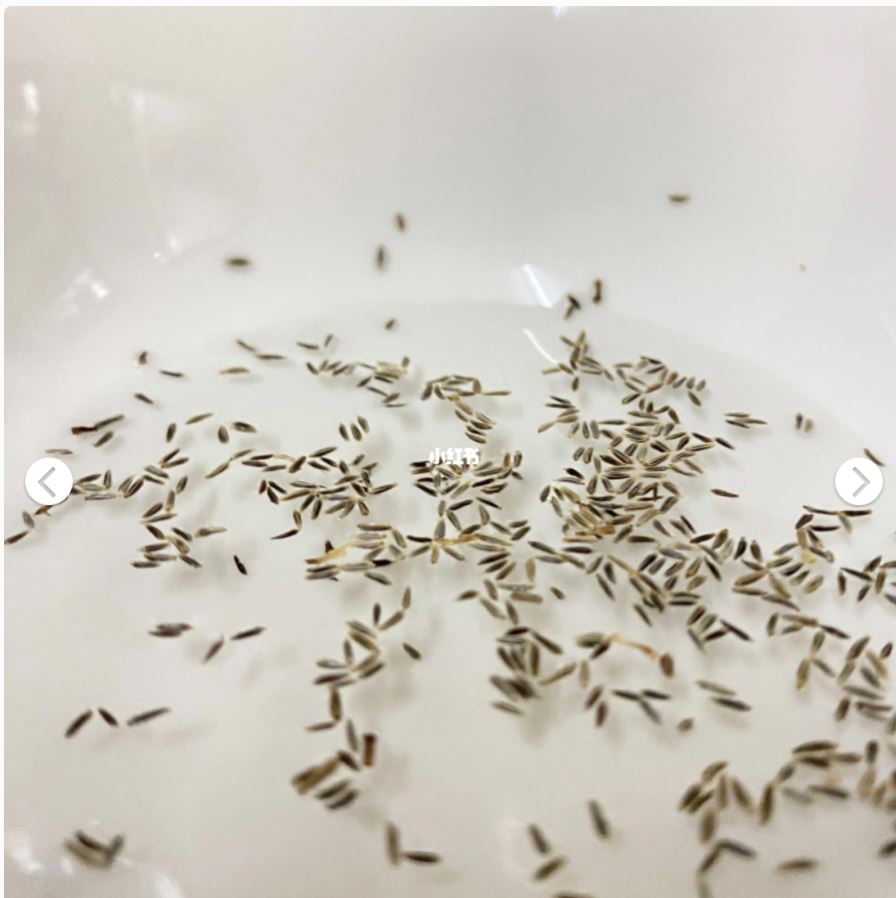 🇲🇾自己也可以种【小雏菊】种植分享🌹