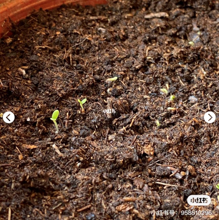 🇲🇾自己也可以种【小雏菊】种植分享🌹