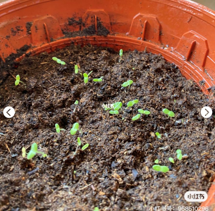 🇲🇾自己也可以种【小雏菊】种植分享🌹