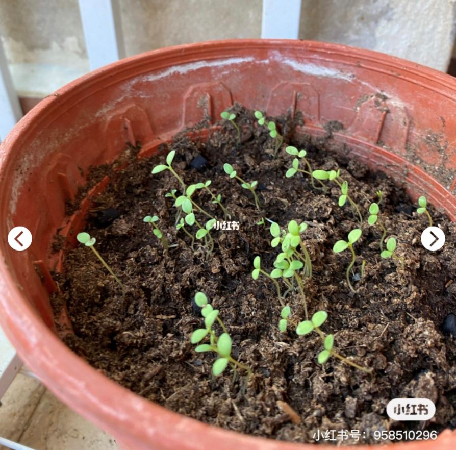 🇲🇾自己也可以种【小雏菊】种植分享🌹