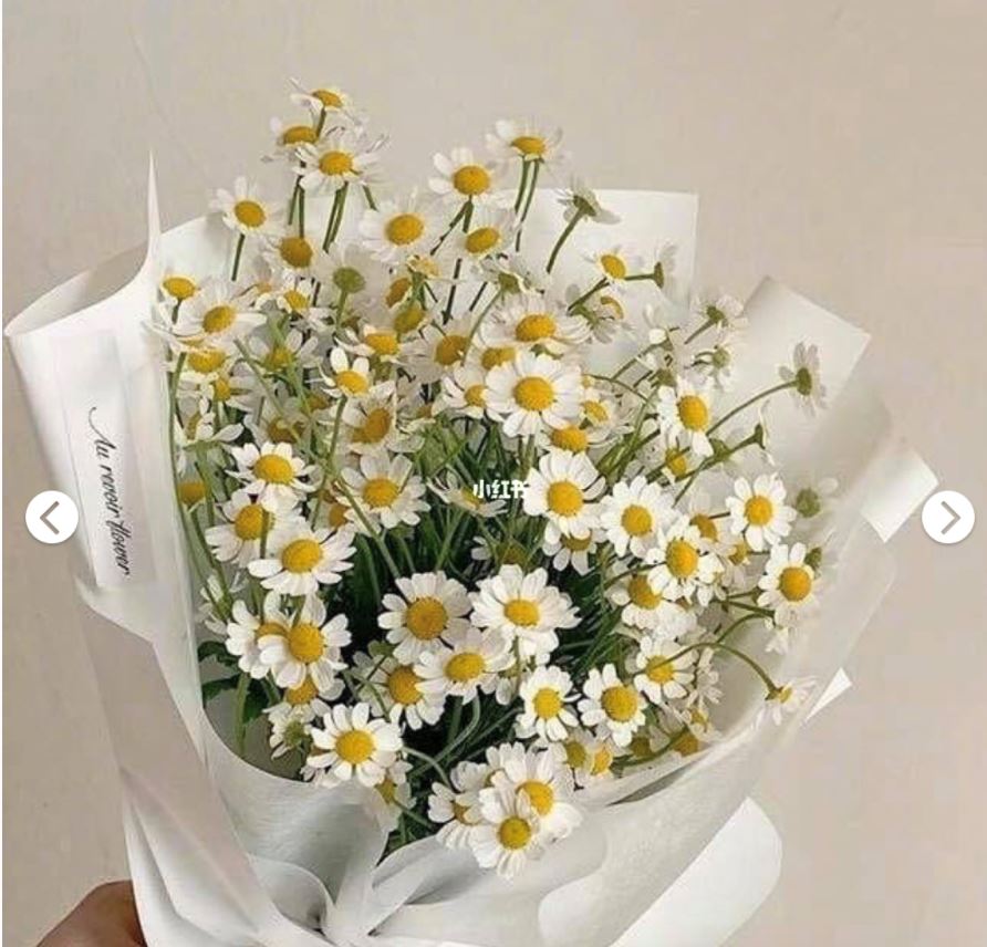 🇲🇾自己也可以种【小雏菊】种植分享🌹