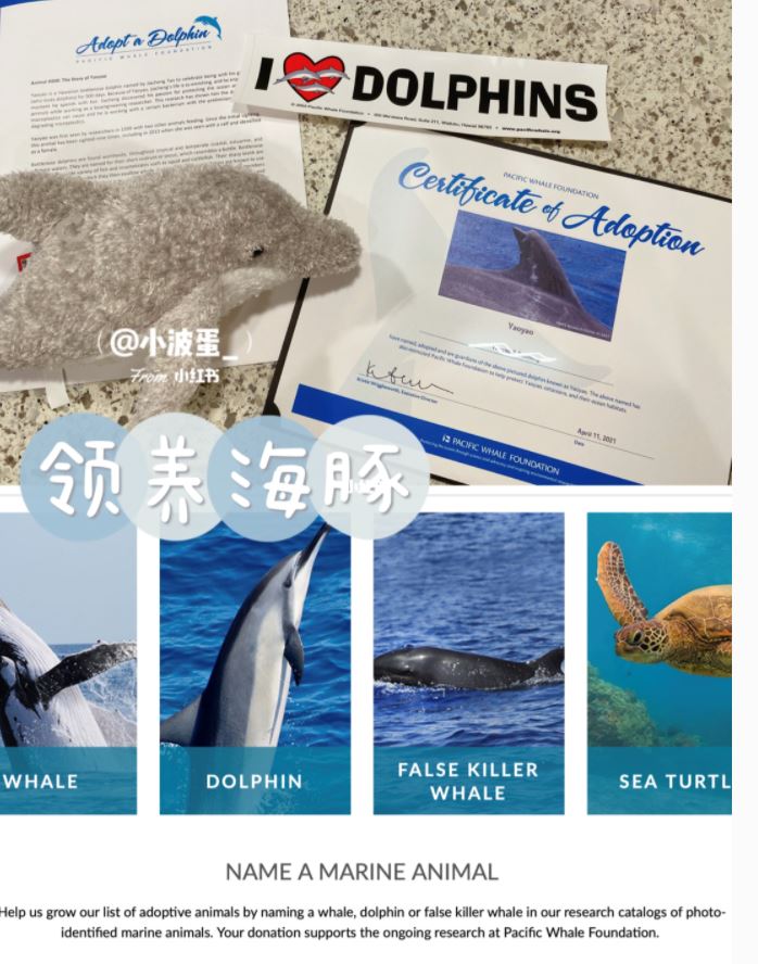 领养属于自己的海豚【海洋动物领养计划】申请教学