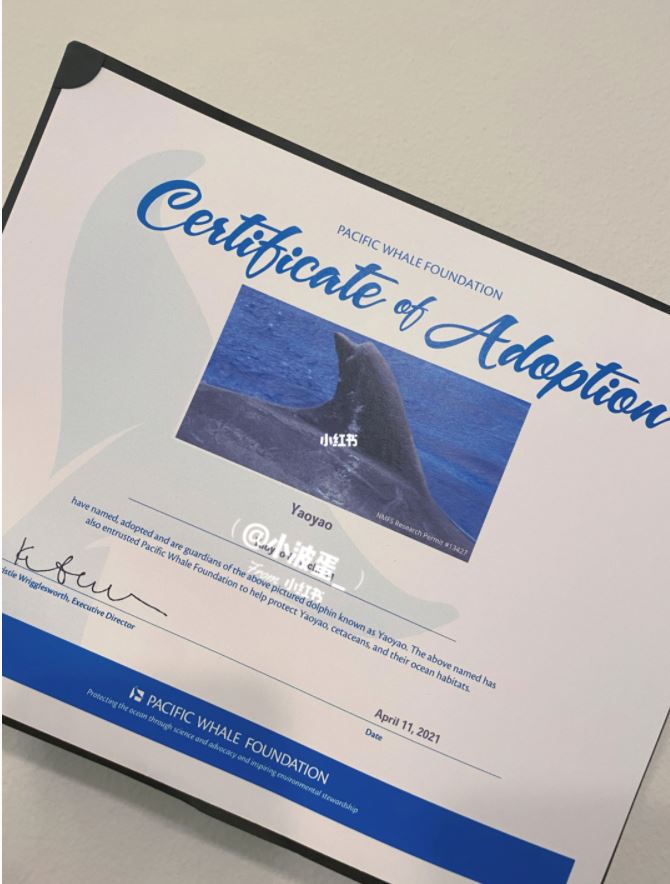 领养属于自己的海豚【海洋动物领养计划】申请教学