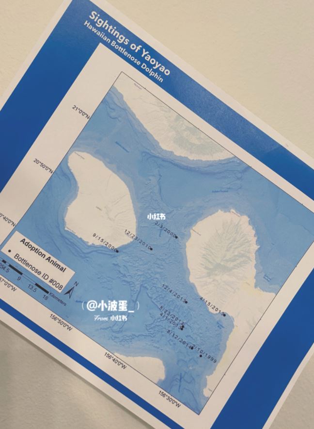 领养属于自己的海豚【海洋动物领养计划】申请教学